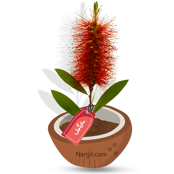  Nargil - Crimson Bottlebrush